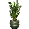 44331 1 zamioculcas zamiifolia v obalu baq gradient lee substrat vulkastrat prumer 41 cm