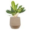 44418 1 aglaonema key lime v obalu humus substrat vulkastrat prumer 30 cm
