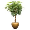 44481 1 schefflera arb compacta v obalu baq metallic silver leaf substrat vulkastrat prumer 50 cm