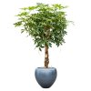 44484 1 schefflera arb compacta v obalu baq metallic silver leaf substrat vulkastrat prumer 50 cm