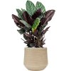 44730 1 calathea sanderiana v obalu baq dune substrat vulkastrat prumer 30 cm