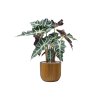 44745 1 alocasia polly v obalu capi nature groove substrat vulkastrat prumer 24 cm