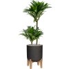 45192 1 dracaena fragrans compacta v obalu rough with feet low substrat vulkastrat prumer 29 cm