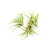 4538 1 tillandsia harrisii