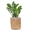 45474 1 zamioculcas zamiifolia v obalu bohemian substrat vulkastrat prumer 31 cm