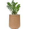 45486 1 zamioculcas zamiifolia v obalu baq dune substrat vulkastrat prumer 38 cm