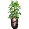 45570 1 monstera deliciosa v obalu baq gradient lee hydroponie prumer 40 cm