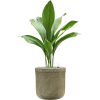 45636 1 aspidistra elatior v obalu baq vertical rib substrat vulkastrat prumer 30 cm