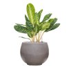 45669 1 aglaonema key lime v obalu rotunda urban substrat vulkastrat prumer 40 cm