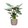 45720 1 alocasia wentii v obalu rotunda urban substrat vulkastrat prumer 45 cm