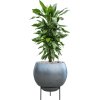 46119 1 dracaena fragrans janet lind v obalu baq metallic silver leaf substrat vulkastrat prumer 34 cm