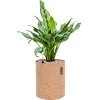 46302 1 aglaonema miss julliette v obalu lechuza trendcover 23 cork substrat vulkastrat prumer 23 cm