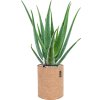 46338 1 aloe vera barbadensis v obalu lechuza trendcover 23 cork substrat vulkastrat prumer 23 cm