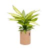 46356 1 dieffenbachia vesuvius v obalu lechuza trendcover 23 cork substrat vulkastrat prumer 23 cm