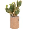 46377 1 opuntia microdasys v obalu lechuza trendcover 23 cork substrat vulkastrat prumer 23 cm