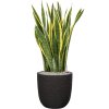 46473 1 sansevieria trifasciata laurentii v obalu capi nature rib nl substrat vulkastrat prumer 43 cm