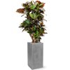 46521 1 croton codiaeum variegatum petra v obalu fiberstone substrat vulkastrat prumer 30 cm