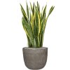 47055 1 sansevieria trifasciata laurentii v obalu mountain substrat vulkastrat prumer 42 cm