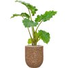 47160 1 alocasia portodora v obalu baq naturescast substrat vulkastrat prumer 31 cm