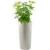 47175 1 schefflera arboricola compacta v obalu grigio hydroponie prumer 36 cm