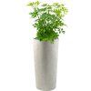 47178 1 schefflera arboricola compacta v obalu grigio hydroponie s kaminky prumer 36 cm