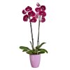 50007 1 obal brussels diamond orchid high 12 5 cm fialova