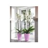 50007 obal brussels diamond orchid high 12 5 cm fialova