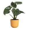 50022 2 obal jazz round 23 cm zluta
