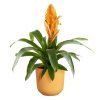 50022 3 obal jazz round 23 cm zluta