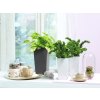 Samozavlažovací květináč Maxi Cubi 14 cm, bílá:antracitová