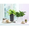 Samozavlažovací květináč Maxi Cubi 14 cm, bílá:antracitová