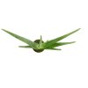 Aloe Vera, průměr 9 cm  Aloe pravá