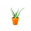 Gardners.cz Aloe vera
