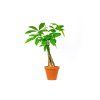 Pachira aquatica spletený kmen, průměr 12 cm