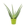 Aloe Vera, průměr 9 cm  Aloe pravá