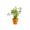 Asparagus Myriocladus, průměr 12 cm