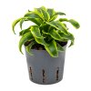 55132 dracaena fragrans tornado prumer 13 cm hydroponie