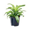 55138 dracaena fragrans lemon surprise prumer 13 cm hydroponie