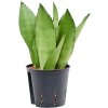 55177 sansevieria trifasciata moonshine prumer 13 cm hydroponie