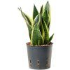 55183 sansevieria trifasciata canary prumer 13 cm hydroponie