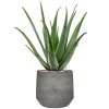 55414 aloe vera barbadensis in cement stone substrat vulkastrat prumer 32 cm