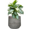 55420 aglaonema silver bay in cement stone substrat vulkastrat prumer 32 cm