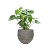 55438 monstera deliciosa in cement stone substrat vulkastrat prumer 30 cm