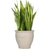 55459 sansevieria trifasciata laurentii in mediterranean substrat vulkastrat prumer 42 cm