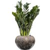 55594 zamioculcas zamiifolia super nova in baq luxe lite comet substrat vulkastrat prumer 28 cm