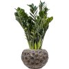 55600 zamioculcas zamiifolia super nova in baq luxe lite moon substrat vulkastrat prumer 28 cm