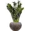 55603 zamioculcas zamiifolia super nova in baq luxe lite substrat vulkastrat prumer 28 cm