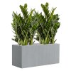 55609 zamioculcas zamiifolia super nova in argento substrat vulkastrat