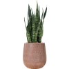 55717 sansevieria trifasciata silver mist in baq terrazzo hydroponie prumer 38 cm