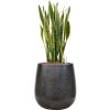 55726 sansevieria trifasciata laurentii in baq terrazzo hydroponie prumer 38 cm